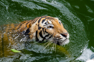 Focus on the Male tiger swimming in green