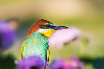beautiful exotic bird among beautiful flowers