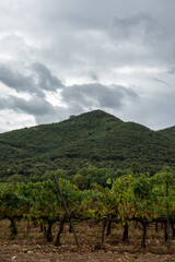 Fototapeta na wymiar Vertical view of vineyards with green hills in the background, in Poblet, Tarragona, Spain