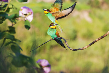 beautiful pair of birds of paradise