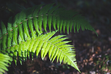 Green fern in the forest, sun and shade