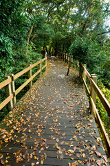 Fototapeta premium 柿田川公園の散歩道