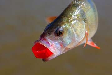 image of fish river background 