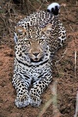 Fototapeta premium leopard 