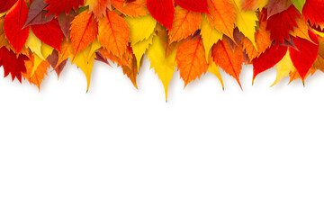 Colorful autumn leaves border isolated on white background.