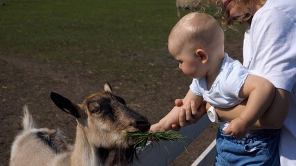 Caucasian baby on mothers hands feeding goat on a farm. Children and animals concept