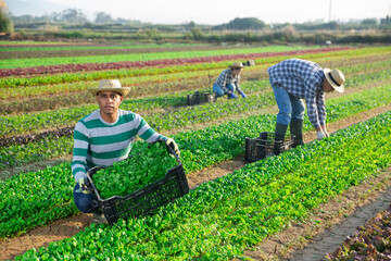 Portrait of young adult male farmer harvesting corn salad on farm field
