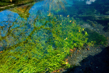 湧き水と藻