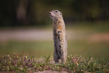 Naklejka na ściany i meble Ground squirrel