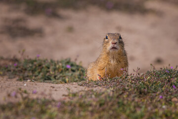 Ground squirrel
