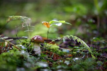 Cèpe bolet champignon - forêt humide automne mousse soleil magique