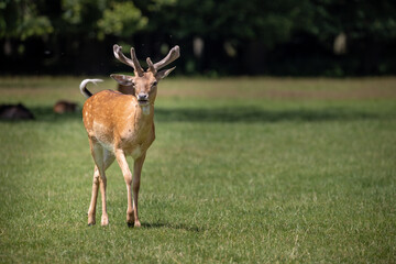Fallow deer