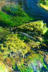 清流のニジマス