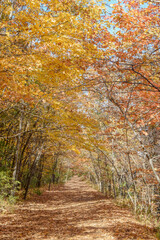 Trail surrounded by fall foliage
