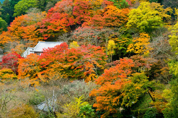 Fototapeta premium 長谷寺の紅葉