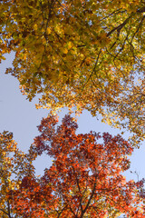 Fototapeta na wymiar Red and yellow fall leaves
