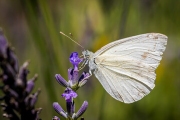 Cabbage butterfly (Pieris rapae)