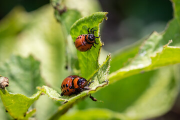 Colorado potato beetle (Leptinotarsa decemlineata)