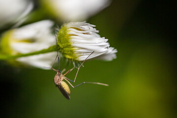 Female mosquito (Culicidae) on a common daisy (Bellis perennis)