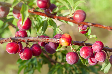 Ripe plums on tree branch 
