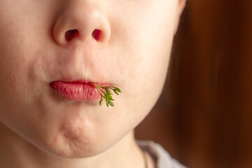 A European boy holds the sprouts of a watercress plant in his mouth. The boy wants to eat a green lettuce leaf. Delicious healthy plants.