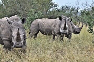 rhino in the wild