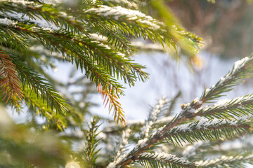Snow melts from the bright spring sun. The sun's rays are reflected in water drops on the branches and conifers of the spruce tree.