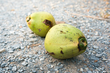 Coconut fruit on groound close up