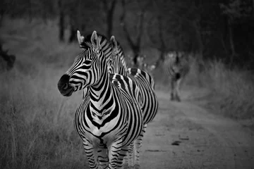 Foto auf Leinwand Zebra in einer Linie © abrie