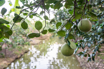 Pomelo orchards in Thailand
