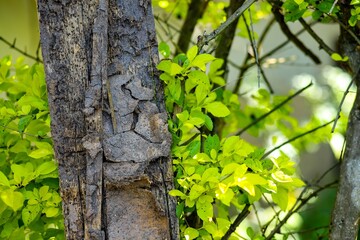 Muddy bamboo