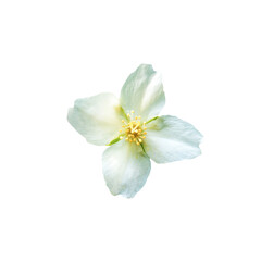 Fototapeta na wymiar White flower Philadelphus coronarius close up isolated on white background