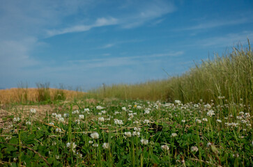 野原に咲く、クローバーの花（シロツメクサ）と青空
