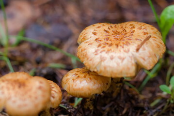 アクイロウロコツルタケ