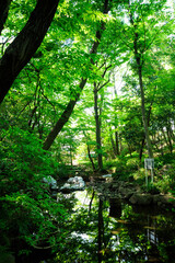 Obraz premium おとめ山公園の池