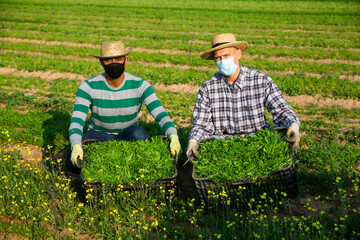 Two farmers in protective masks showing rich harvest of green arugula on farm field