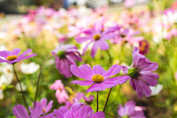 Cosmos flowers blossom field close up in garden