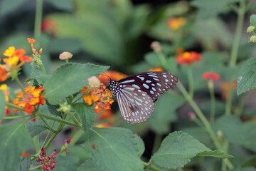 papillon noir et bleu