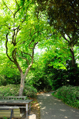 Obraz premium 目白の森