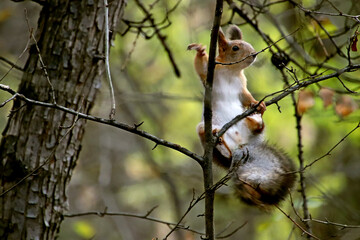 squirrel on a tree