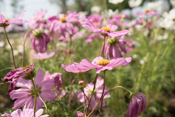 Cosmos flowers blossom field close up in garden