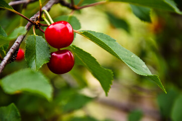 Cherry nature