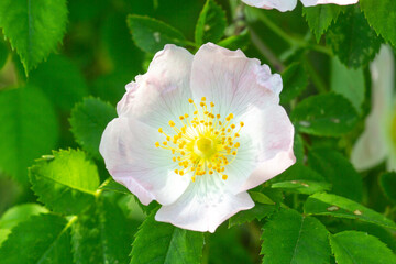 Pink rosehip flower on green shrub. Rosa canina closeup