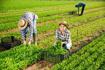 Portrait of young woman seasonal farm worker picking organic arugula on field