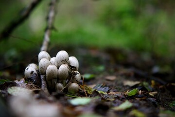 Champignons