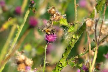 Lila Blüten und vertrocknete Blüten einer Distelpflanze mit Hummel auf Nektarsuche - Stockfoto