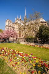 Paris, Notre Dame cathedral with spring flowers in France