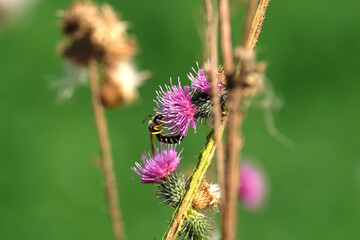 Lila Blüten und vertrocknete Blüten einer Distelpflanze mit Insekt auf Nektarsuche - Stockfoto