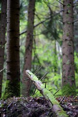 Forêt humide tronc d'arbre mort au sol - nature biodiversité