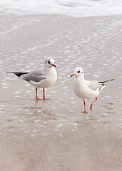 Seagulls on the beach of the Black Sea.